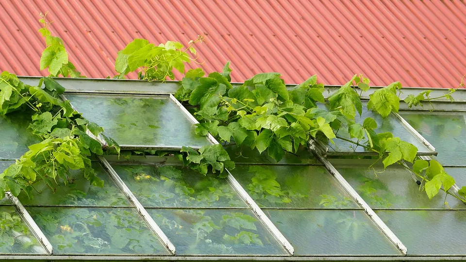 Geöffnetes Dachfenster eines Glasgewächshauses, durch das Weinranken wachsen