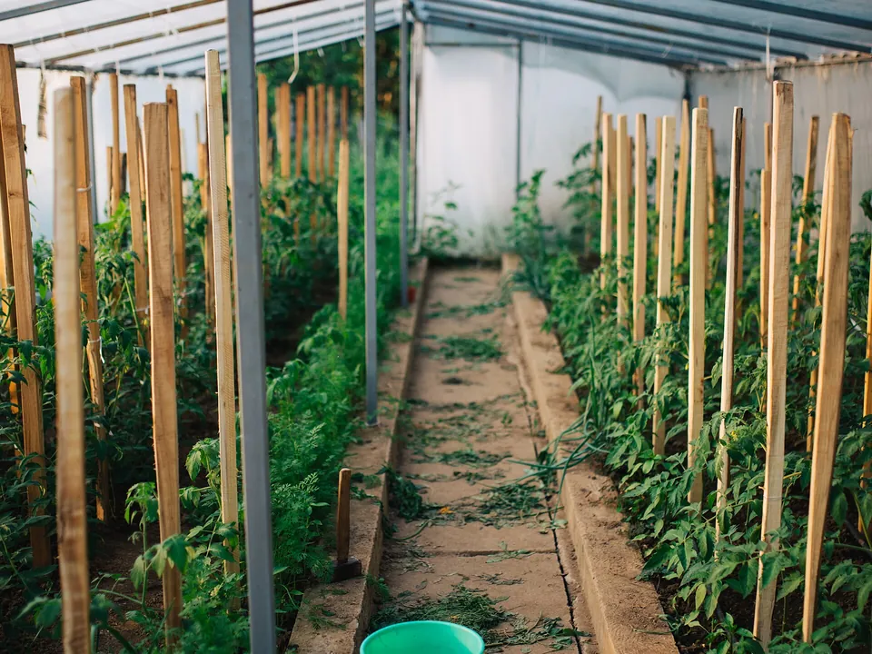 Tomatenpflanzen an Holzstäben in zwei Reihen in einem Folientunnel